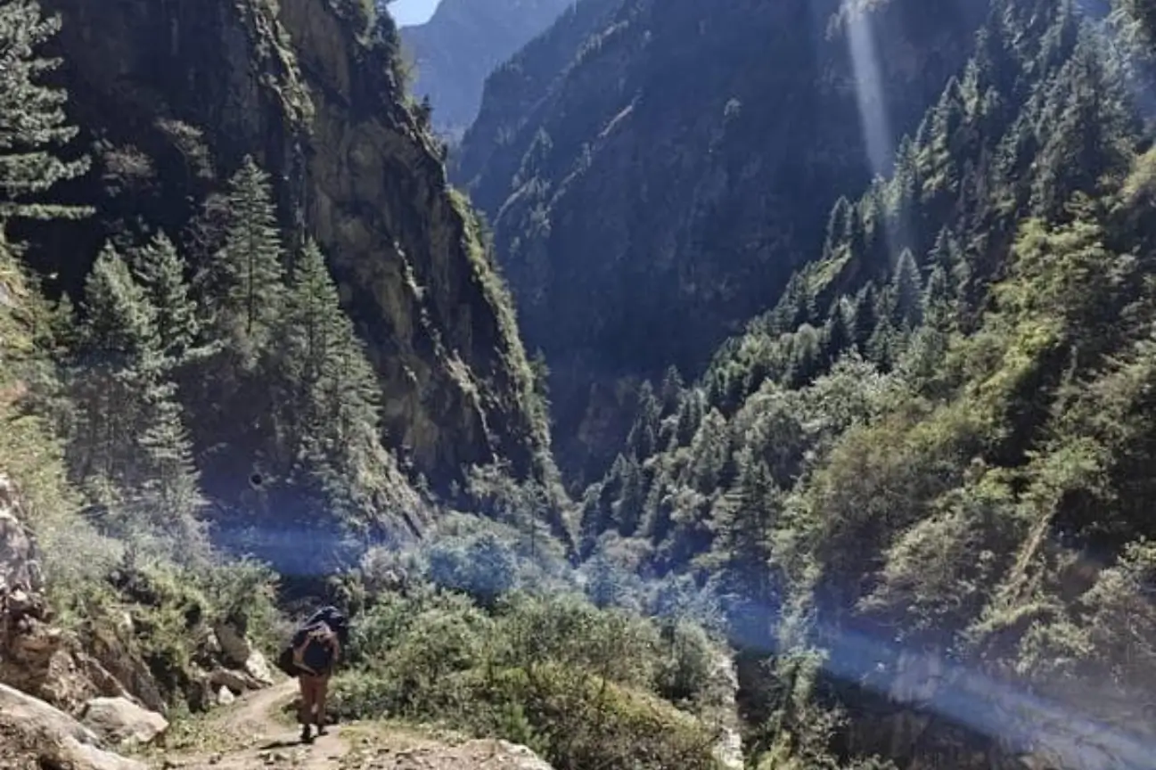 A lone trekker walking down a steep dirt path surrounded by dense green pine forests and steep rocky cliffs on the Popular Annapurna Circuit Trek Packages route.